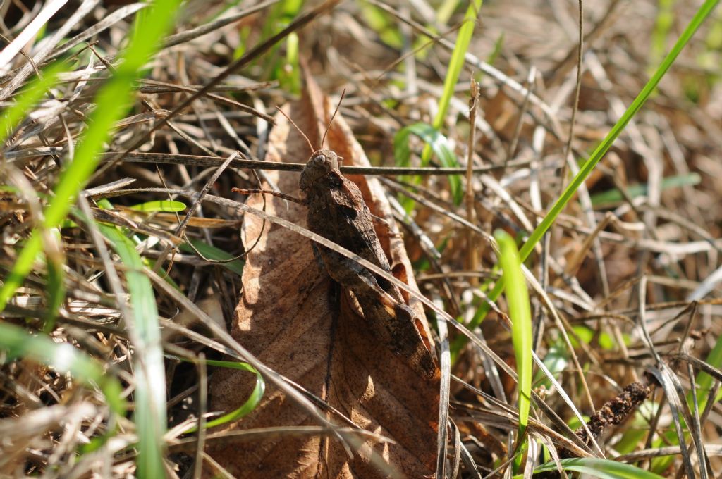 Oedipoda cfr. germanica